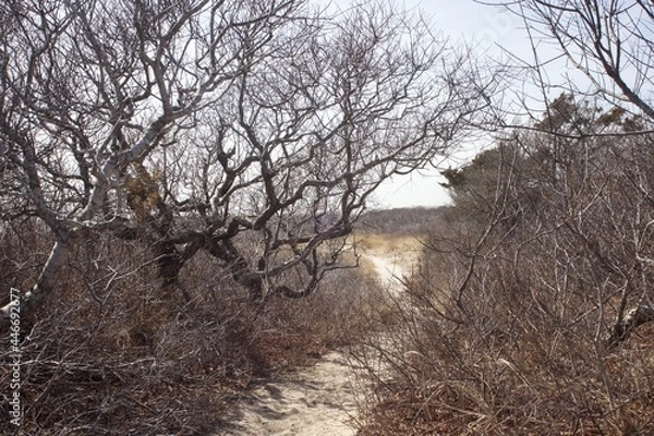 Obraz Path with Trees