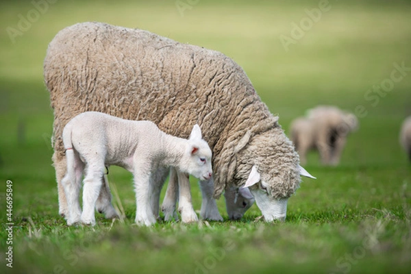 Obraz sheep and lamb