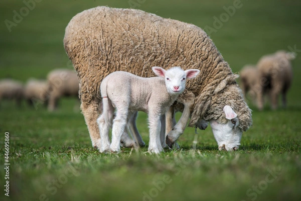 Obraz sheep and lamb