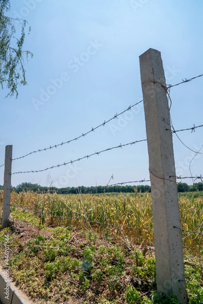 Fototapeta The wheat that is about to mature after the wire fence