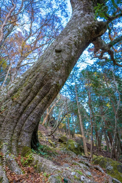 Fototapeta 静岡県の天城山の紅葉の季節の登山道 Mt. Amagi Mountain Trail in Shizuoka Prefecture during the Fall Foliage Season