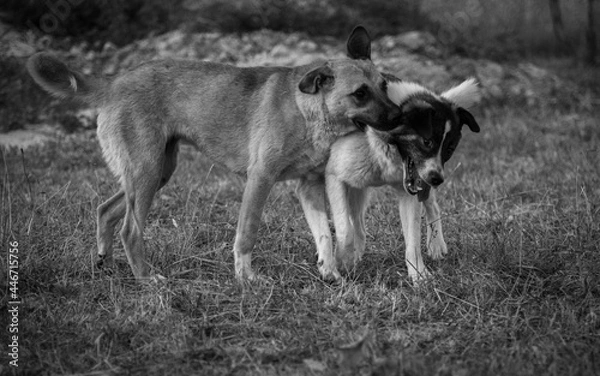 Obraz two dogs playing