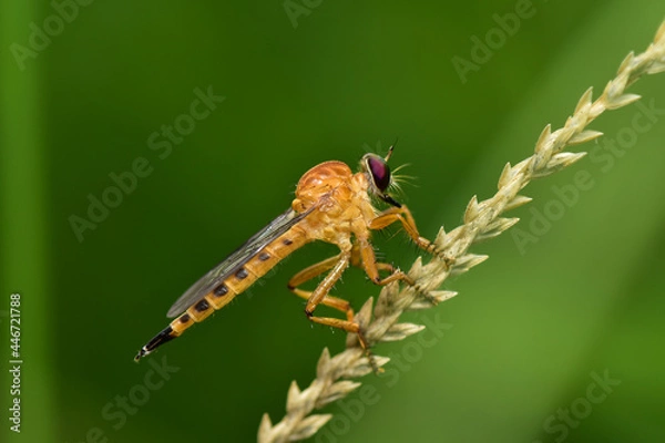 Fototapeta Robber fly it is a predatory insect that feeds on bees, wasps or larger insects.