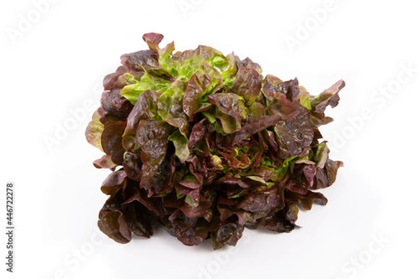 Fototapeta Lechuga hoja morada fondo blanco