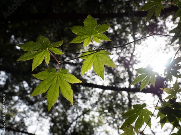 Obraz 木漏れ日と紅葉