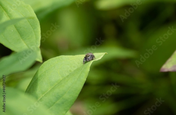 Obraz 葉の上のハエトリグモ