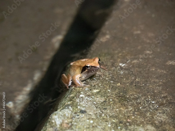 Obraz ニホンアカガエル01