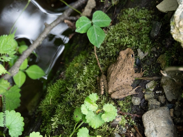 Obraz 水辺のツチガエル