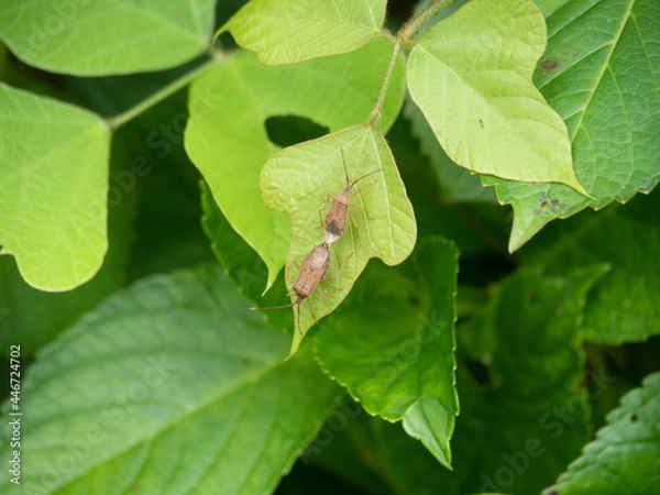 Obraz カメムシ02