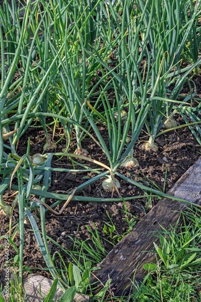 Fototapeta A fragment of a garden bed with onions on a summer evening close-up