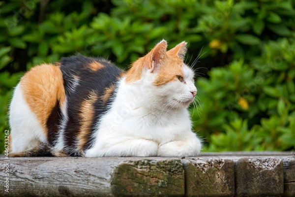 Obraz 三毛猫の横顔