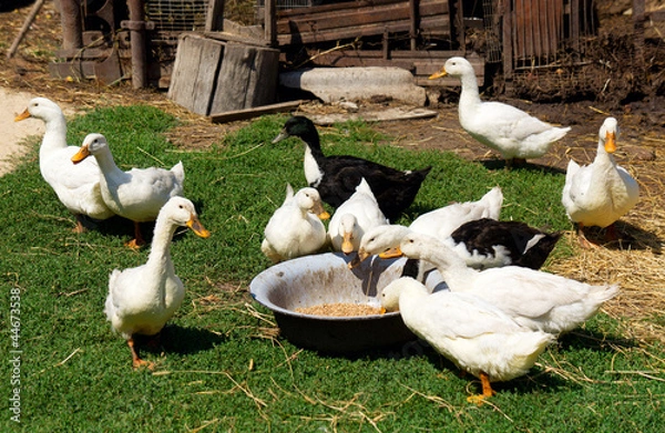 Obraz Eating ducks
