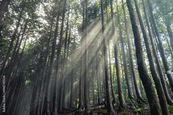 Fototapeta 木漏れ日