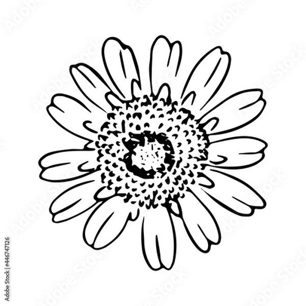 Obraz Daisy hand drawn illustration. Line art. Isolated on white background.