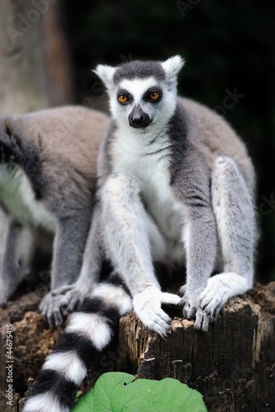 Fototapeta Young ring-tailed lemur