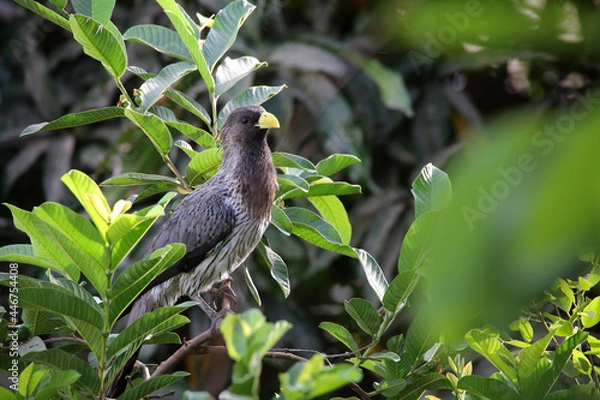 Obraz Touraco d'Afique de l'ouest