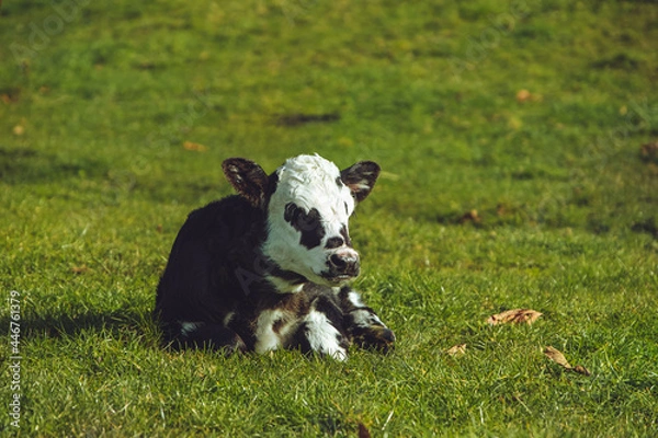 Obraz one day old Calf resting in the late afternoon sun 