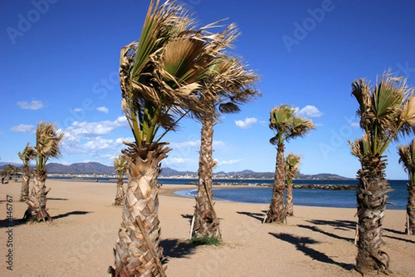 Fototapeta palms