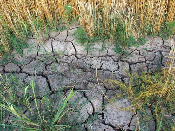 Obraz Dried, cracked soil in an agricultural field