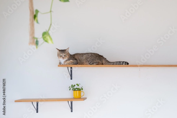 Fototapeta キャットウォークでリラックスして香箱座りしているキジトラ猫