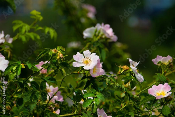 Fototapeta Close up of flowers on Rosehip Bush