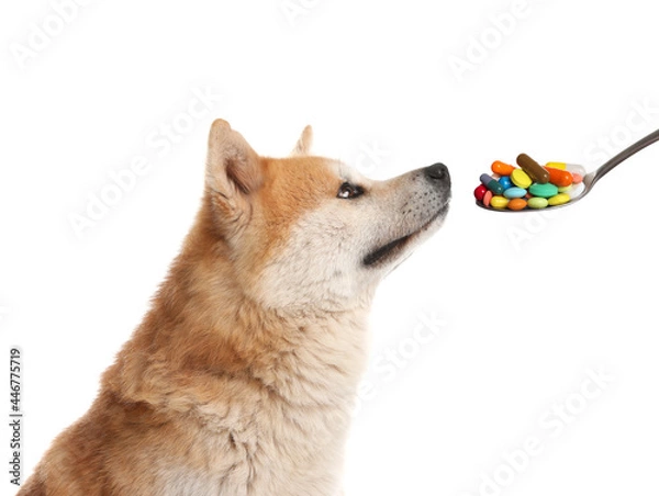 Fototapeta Cute Akita Inu dog and spoon full of different pills on white background. Vitamins for animal