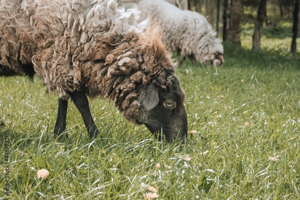 Obraz sheep in a meadow