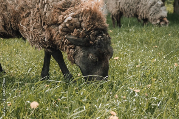 Obraz sheep in the field