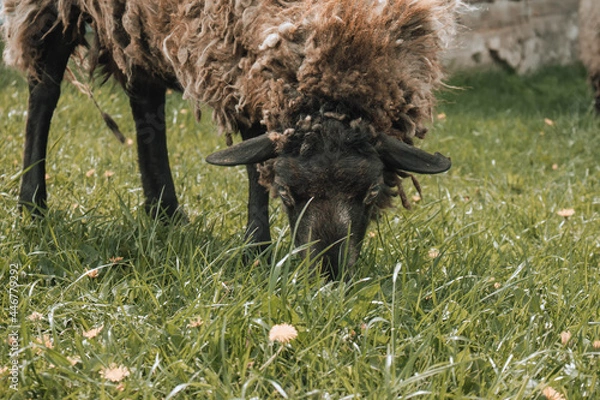 Obraz sheep grazing in a meadow