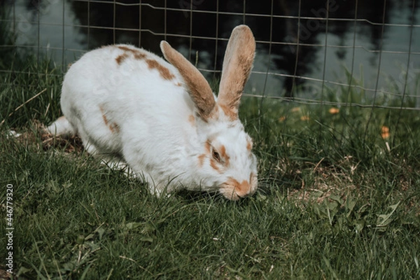 Obraz rabbit on the grass