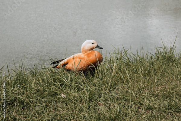Obraz duck in the grass