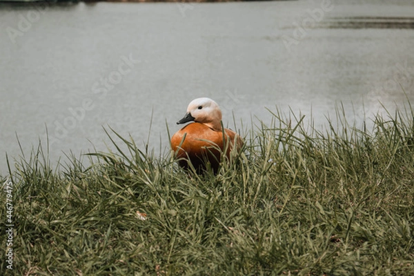 Obraz duck on the grass