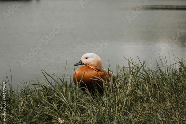 Obraz duck on the grass