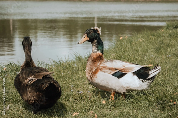 Obraz ducks on the lake