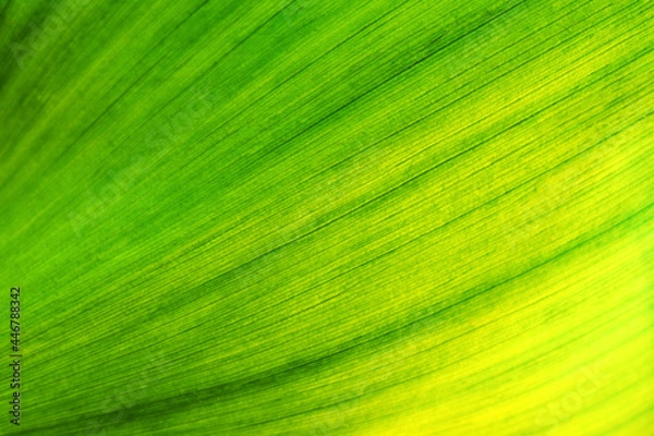 Obraz green leaf texture