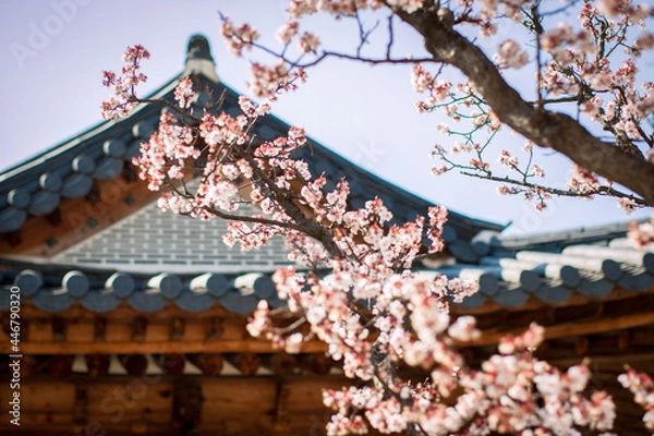 Fototapeta 경복궁의 봄