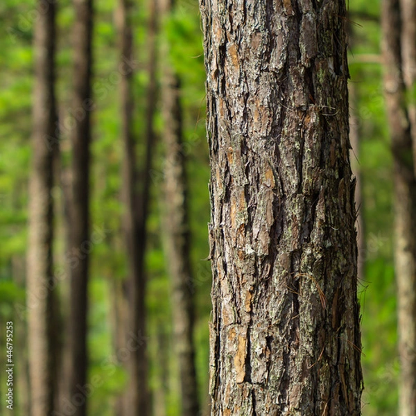 Fototapeta Pine trees with needles in the pine forest, Dalat