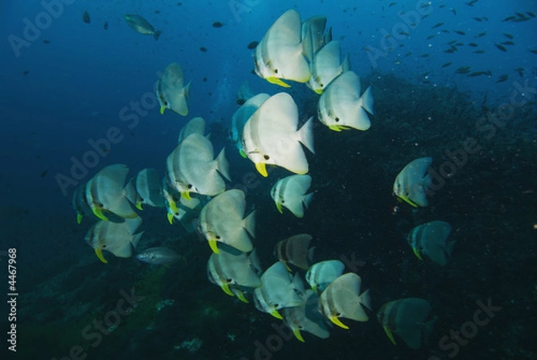 Fototapeta Teira batfish