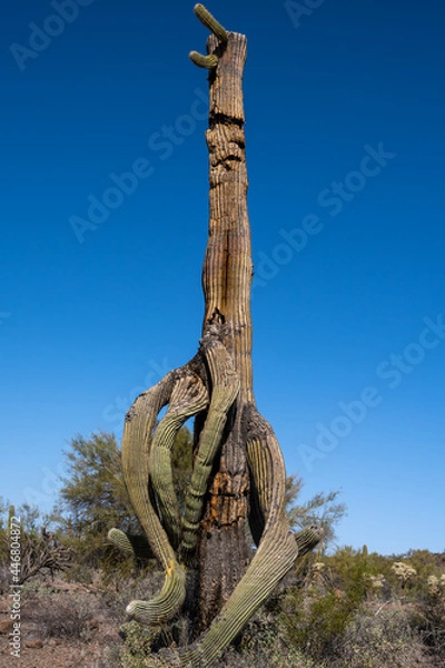 Obraz Dying saguaro cactus (Carnegiea gigantea) with large drooping arms
