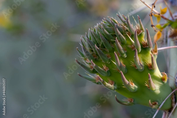 Obraz New growth on prickly pear cactus stem with details of spines
