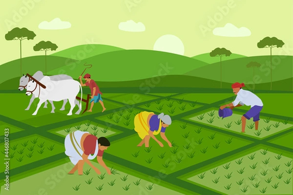 Fototapeta Indian agriculture working. Farmer harvesting in field asia vector background in cartoon style