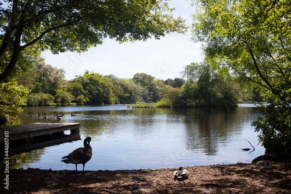 Obraz goose on the lake