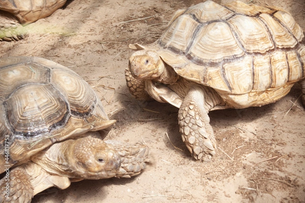 Obraz turtle on the grass