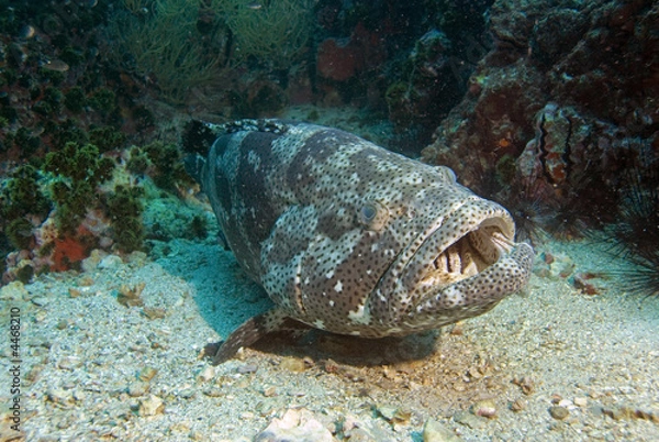 Obraz Huge potato grouper resting
