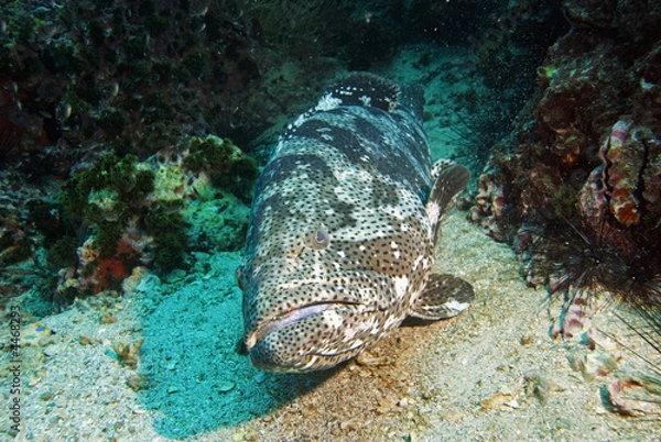Fototapeta Potato cod close-up