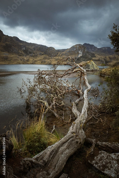 Obraz Dead Tree Cajas
