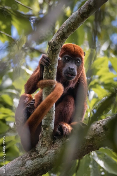 Obraz Howler Monkey