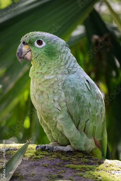 Obraz Mealy Parrot
