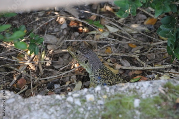 Fototapeta Small dragon between branches and vegetation and in the foreground a stone