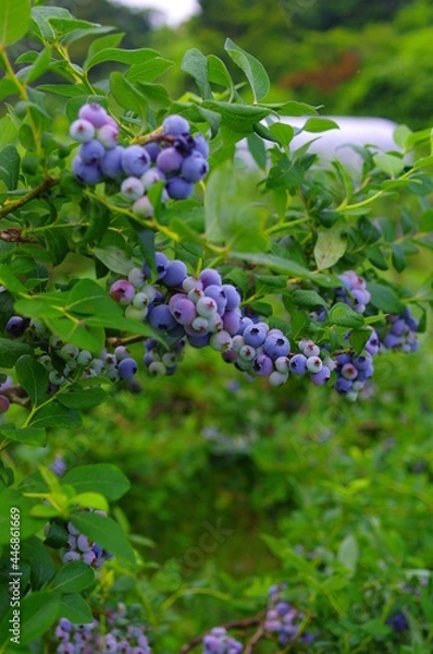 Obraz たくさん実を付けたブルーベリーの木